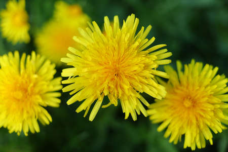 Yellow dandelion flowers in spring on green grassの写真素材
