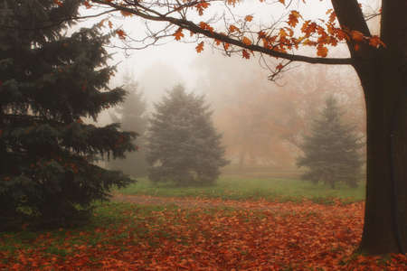 Beautiful autumn landscape. Foggy park.の写真素材
