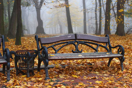Bench in the autumn park and lots of yellow leavesの写真素材