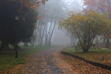 Beautiful autumn landscape. Foggy park.の写真素材