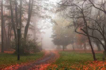 Beautiful autumn landscape. Foggy park.の写真素材