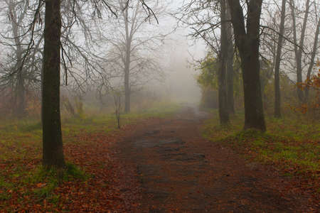 Beautiful autumn landscape. Foggy park.の写真素材