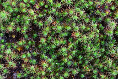 Green moss close-up. Flora background.の写真素材