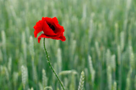 One red poppy isolated on white backgroundの写真素材