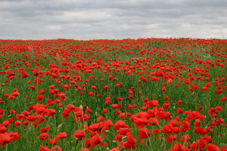 Field with red poppy flowers. Summer landscape.の写真素材