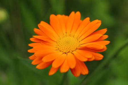 Orange calendula flower close-upの写真素材