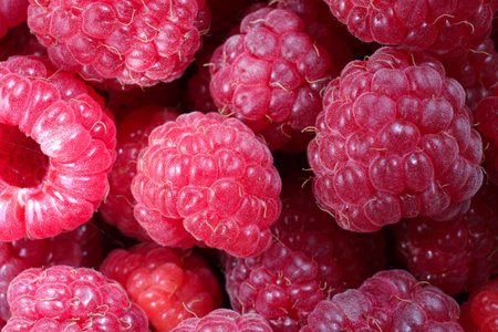 Lots of red raspberries. Fresh berry close-up.の写真素材