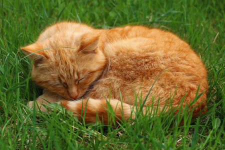 Beautiful red cat sleeping in the grass.の写真素材
