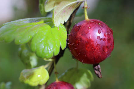 Red gooseberry. The berries grow on a sunny day.の写真素材
