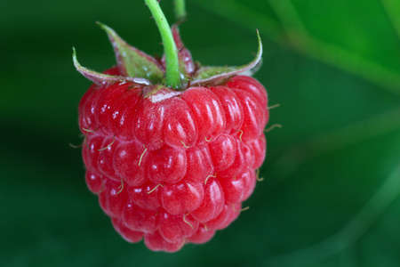 Red raspberry berry grows on a green background.の写真素材