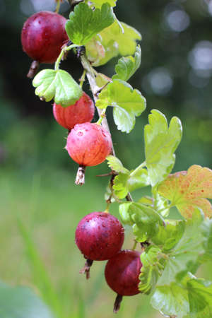 Red gooseberry. The berries grow on a sunny day.の写真素材