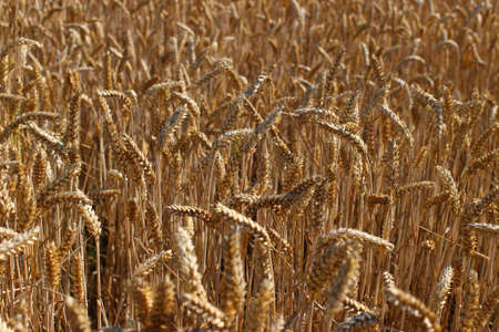Yellow ripe wheat in summer close-up.の写真素材