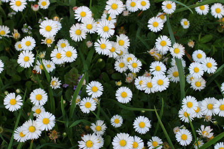 Chamomiles. Small flowers in summer.の写真素材