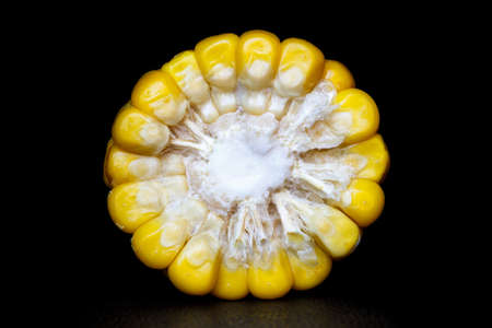 Chopped corn in profile on a black background.の写真素材