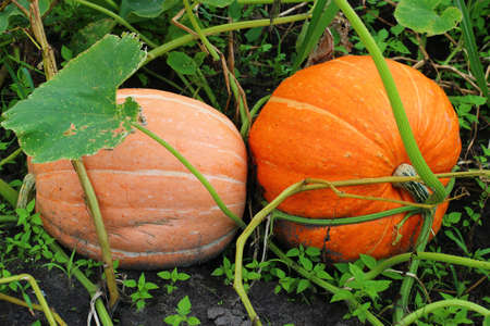 Orange vegetable pumpkin ripens in the garden.の写真素材