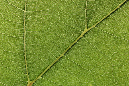 Green grape leaf with streaks close-upの写真素材