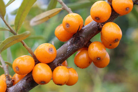 Orange sea buckthorn berries ripened on a branch.の写真素材