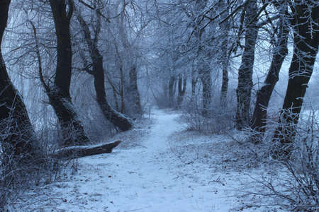 gloomy winter day in the forestの写真素材