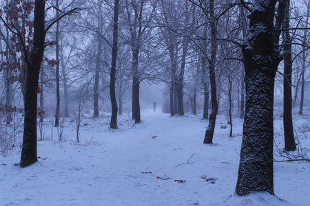 gloomy winter day in the forestの写真素材
