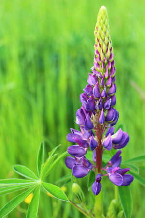 Purple lupine flower in summer.の写真素材