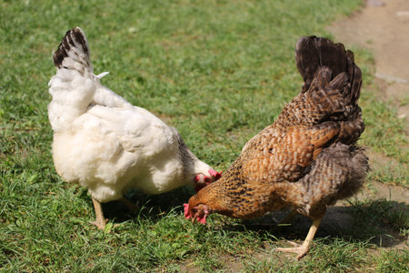two chickens graze on the grass.の写真素材