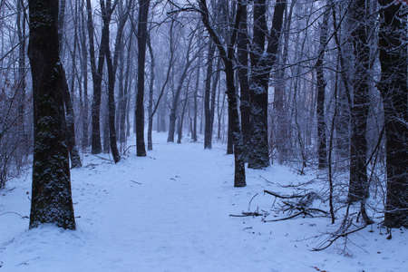 gloomy winter day in the forestの写真素材
