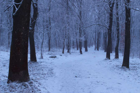 gloomy winter day in the forestの写真素材