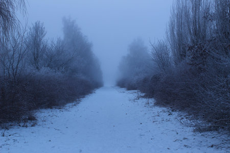 gloomy winter day in the forestの写真素材