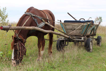 Horse with cart in summer.の写真素材