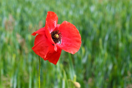 One red poppy on a green fieldの写真素材