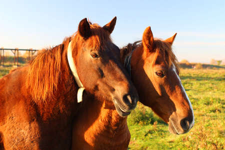 Two brown horses graze in summerの写真素材