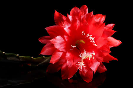 Beautiful red flower on a black background close-up.の写真素材