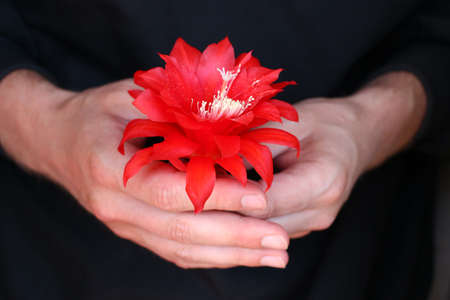 Red flower in human hands.の写真素材