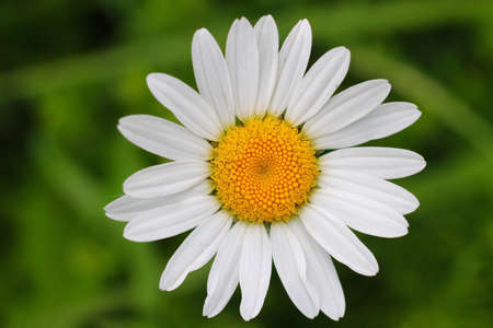 White chamomile wildflower close-up.の写真素材