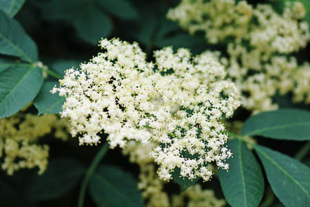 White flowering elderberries in summer