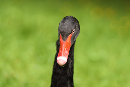 Head of black swan close-upの写真素材