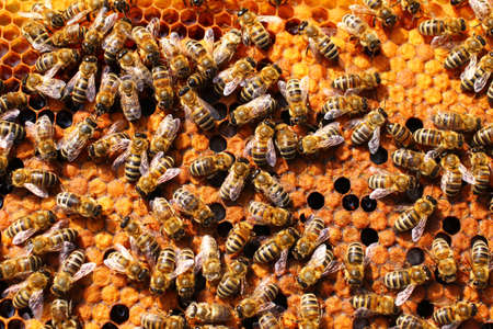 Many bees in a beehive on apiary closeup