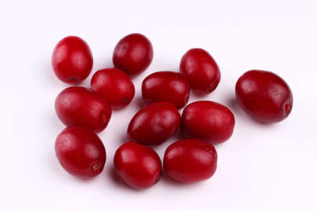 Dogwood in a white background closeupの写真素材