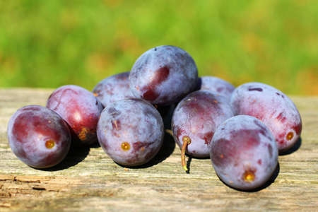 Several plums in summer under the sunの写真素材