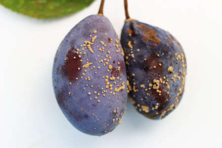 Moniliosis fruit rot on plumの写真素材