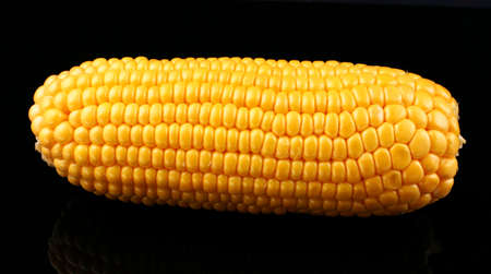 corn maize cobs on a black backgroundの写真素材