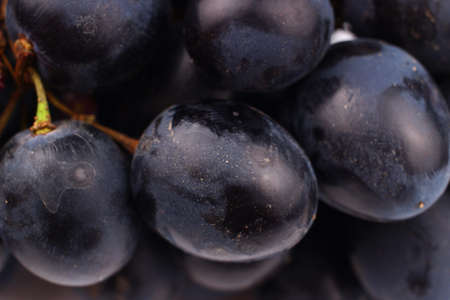 Black grape variety of Moldova closeupの写真素材