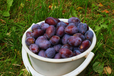 Plums in bucket on grass closeupの写真素材