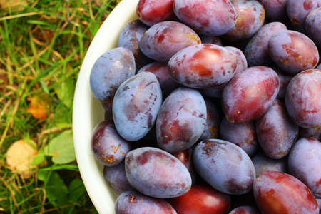 Plums in bucket on grass place for text cope spaceの写真素材