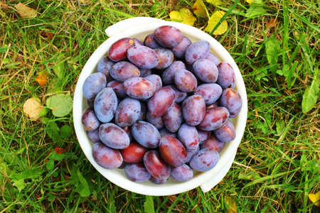 Plums in bucket on grassの写真素材