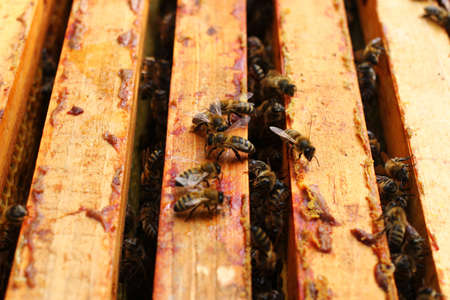 Frames in beehive and beesの写真素材