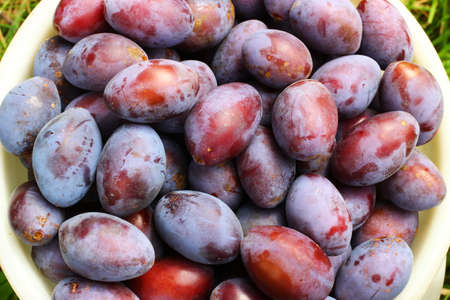 Lots of purple plums close upの写真素材