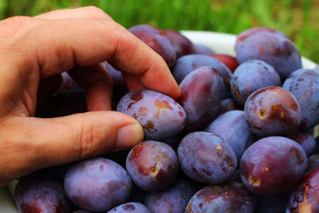 Plums in bucket on grassの写真素材