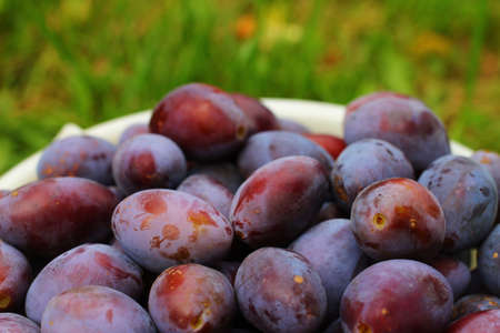 Plums in bucket on grass closeupの写真素材