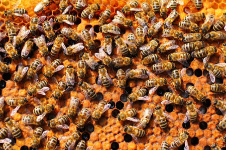 The bees in the hive insects close upの写真素材